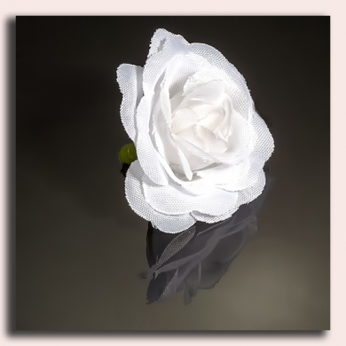 Róża główka 12 szt 4cm White